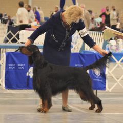 Gordon Setter All Grown Up from Tri-sett