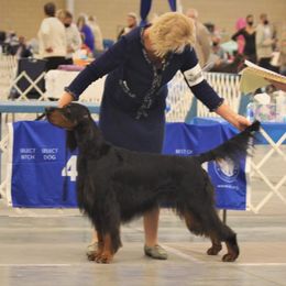 Gordon Setter All Grown Up from Tri-sett
