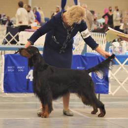 Gordon Setter All Grown Up from Tri-sett