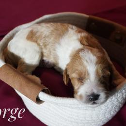 Boy 6 - male Bernedoodle puppy in Pauls Valley, Oklahoma from Daisy’s Doodles