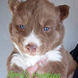 Girl 2 - Red and white female Siberian Husky puppy in Terre Haute, Indiana from April's Huskies