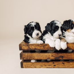 Bernedoodle and Bernese Mountain Dog Puppies from Beautiful Mountain Berners
