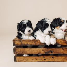 Bernedoodle and Bernese Mountain Dog Puppies from Beautiful Mountain Berners