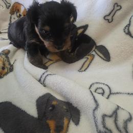 Teddy - Blue and gold male Yorkshire Terrier puppy in Perry, Florida from Lanes-Scraps