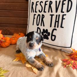 Purple Collar - Blue female Australian Cattle Dog puppy in Nevada, Missouri from Back Road Dog Company, LLC