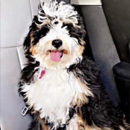 Sophie - Tri-color female Bernedoodle puppy in Sherman, Illinois from Shirl Doodle Life