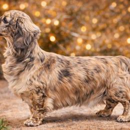 Chase - Dachshund