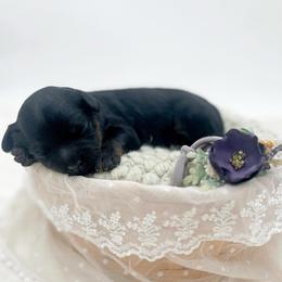 Beauty - Phantom female Bernedoodle puppy in North Carolina from Tuxedo Mountain Doodles