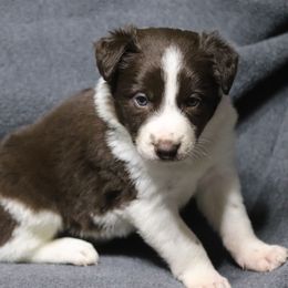 Dr. Pepper - Red male Border Collie puppy in Richmond, Maine from Lil Maine Border Collies
