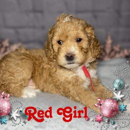 Red Girl - Apricot Goldendoodle puppy in Excelsior Springs, Missouri from Zoodles Micro Goldendoodles