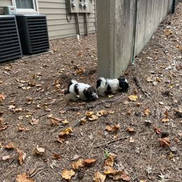 Shih Tzu Puppies from TACG