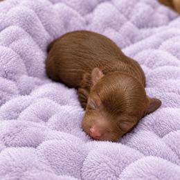 Purple - Red  female Goldendoodle puppy in Eagle Mountain, Utah from Meadow Ranch Pups