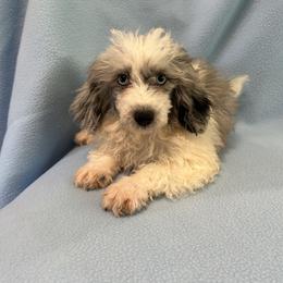 Sky - Blue merle female Assorted Doodle Crosses puppy in Bell, Florida from BellCrist Little bits