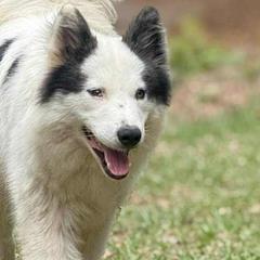 Siberian Huskies and Yakutian Laikas from For the Wise Siberian huskies