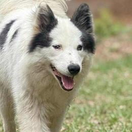 Siberian Huskies and Yakutian Laikas from For the Wise Siberian huskies