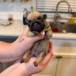 Purple - Fawn female French Bulldog puppy in Plainview, Texas from The Kings Ransom French Bulldogs