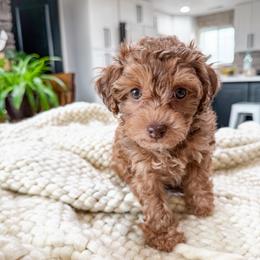..::   g i n g e r  ::..    ( t e d d y  .::. b e a r ) - Cafe au lait female Poodle puppy in Hooper, Utah from Anchor Dogs