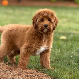 Clover - Red  Goldendoodle puppy in Kernersville, North Carolina from Doodle Acres