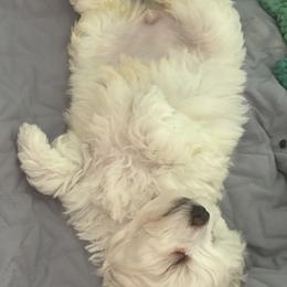 Miniature Schnauzers and Shih Tzus from Cutie Shihtzu, Miniature Schnauzer