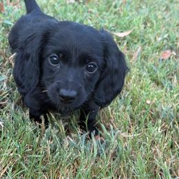 Lily - Black female Dachshund puppy in Mt. Vernon, Texas from Double B
