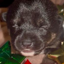 Emi - Black and tan female Shiba Inu puppy in Clewiston, Florida from Animal Farm Shiba Inus & Mameshibas