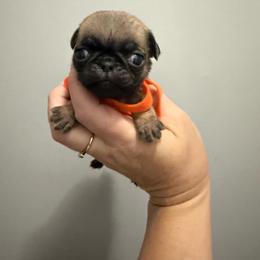 Elenora - Fawn female Pug puppy in Ludowici, Georgia from Royal Destiny Kennels