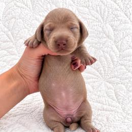 3800 - Isabella Princess - Fawn (isabella) and tan female Dachshund puppy in Bremen, Georgia from Jones Royal Kennels / Jones Miniature Dachshunds