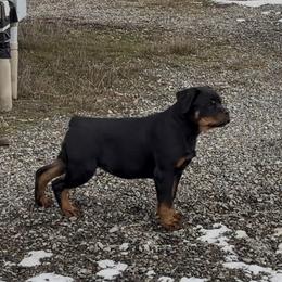 Girl 3 - Black and mahogany female Rottweiler puppy in Athol, Idaho from Vom Corvinus Haus Rottweilers