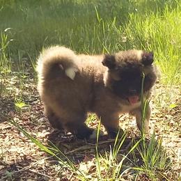 Akita Puppies from Folklore Akitas