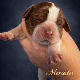 Mercedes - Liver white and tan female English Springer Spaniel puppy in Florida from Thunderbird Springers