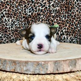 Star - White and tan female Russell Terrier puppy in Viper, Kentucky from Mountain Top