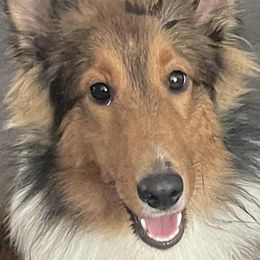 Sterling - Shetland Sheepdog