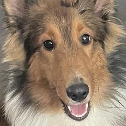 Sterling - Shetland Sheepdog