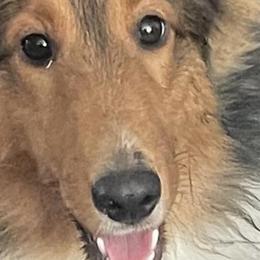 Sterling - Shetland Sheepdog