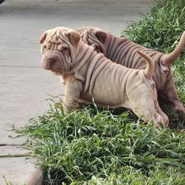Tiny - Cream sable female Chinese Shar-Pei puppy in Bakersfield, California from Cashmerewrinkles