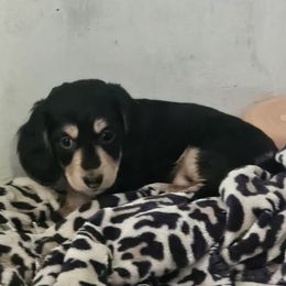 Dachshund Puppies from Grand mesa mini dachshund