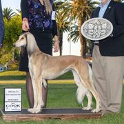 Envy - Saluki