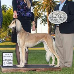Envy - Saluki