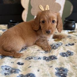 Hangman - Red male Dachshund puppy in Morristown, Tennessee from Hillside Hounds