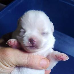 Ella - Cream female Chihuahua puppy in Gerald, Missouri from OutLaw Chihuahua's