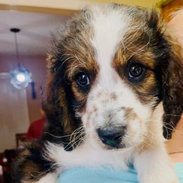 Belle - Brown and white female Aussiedoodle puppy in Melrose, Florida from Howdilly Doodley