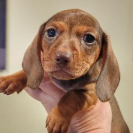Twix - Chocolate female Dachshund puppy in Mountain Grove, Missouri from Blueprint K9 Dachshunds- www.BlueprintK9.com