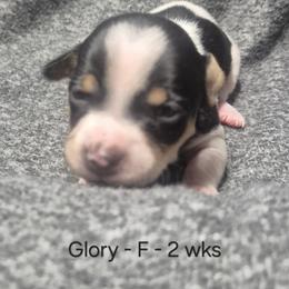 Glory - White and black female Teddy Roosevelt Terrier puppy in Murray, Kentucky from Froschwald German Shepherds and Xanadu Teddy Roosevelt Terriers