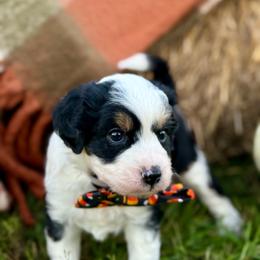 Pickles - Black tri-color male Aussiedoodle puppy in Adams, Nebraska from Boxcar Doodles and Poodles