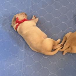 Golden Retriever Puppies from Gail’s Goldens