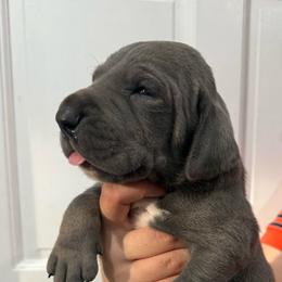 Brandon Lake - Blue male Great Dane puppy in Florida from Beachside Kennels