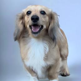 Spike - Dachshund