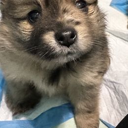 Pomeranian Puppies from Regal Poms