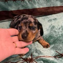 Girl 2 dapple - Dapple female Dachshund puppy in Nacogdoches, Texas from S7 Dachsunds