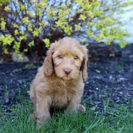 Kip - Caramel red male Australian Labradoodle puppy in Williamstown, New York from Lewis Manor Labradoodles